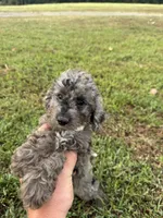 Stella (micro mini), a female Miniature Goldendoodle for sale in Nashville, TN – 6 of 8
