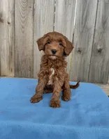 Stella, a female Miniature Goldendoodle for sale in Nashville, TN – 2 of 4