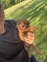 Sara, a female Miniature Goldendoodle for sale in Nashville, TN – Photo 2 of 7