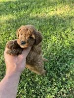Sara, a female Miniature Goldendoodle for sale in Nashville, TN – Photo 6 of 7