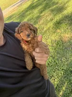 Sara, a female Miniature Goldendoodle for sale in Nashville, TN – Photo 3 of 7