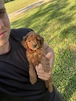 Sara, a female Miniature Goldendoodle for sale in Nashville, TN – Photo 4 of 7