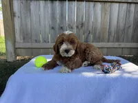 Simba, a male Miniature Goldendoodle for sale in Nashville, TN – 2 of 4