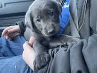 Charcoal Bella, a female Labrador Retriever for sale in Soldiers Grove, WI – Photo 6 of 10