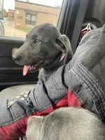 Charcoal Bella, a  Labrador Retriever for sale in Soldiers Grove, WI – Photo 6 of 10
