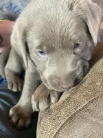 Charcoal Bella, a female Labrador Retriever for sale in Soldiers Grove, WI – Photo 8 of 10