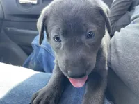Charcoal Bella, a female Labrador Retriever for sale in Soldiers Grove, WI – Photo 4 of 10