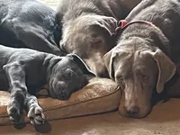 Charcoal Bella, a  Labrador Retriever for sale in Soldiers Grove, WI – Photo 2 of 10