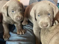 Charcoal Bella, a female Labrador Retriever for sale in Soldiers Grove, WI – Photo 9 of 10