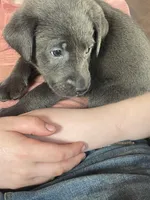 Charcoal Bella, a female Labrador Retriever for sale in Soldiers Grove, WI – Photo 3 of 10