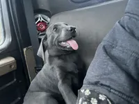 Charcoal Bella, a  Labrador Retriever for sale in Soldiers Grove, WI – Photo 4 of 10