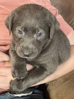 Charcoal Bella, a female Labrador Retriever for sale in Soldiers Grove, WI – Photo 2 of 10