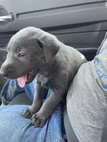 Charcoal Bella, a female Labrador Retriever for sale in Soldiers Grove, WI – Photo 10 of 10