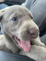 Charcoal Bella, a female Labrador Retriever for sale in Soldiers Grove, WI – Photo 5 of 10