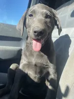 Charcoal Bella, a  Labrador Retriever for sale in Soldiers Grove, WI – Photo 5 of 10