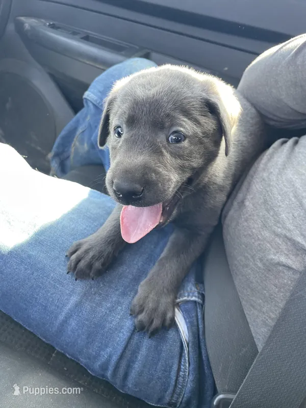 Charcoal Bella – Labrador Retriever puppy for sale in Soldiers Grove, WI