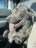 Charcoal Bella, a  Labrador Retriever for sale in Soldiers Grove, WI – Photo 10 of 10