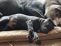 Charcoal Bella, a  Labrador Retriever for sale in Soldiers Grove, WI – Photo 3 of 10