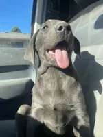 Charcoal Bella, a  Labrador Retriever for sale in Soldiers Grove, WI – Photo 9 of 10