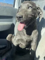 Charcoal Bella, a  Labrador Retriever for sale in Soldiers Grove, WI – Photo 8 of 10