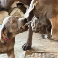 Silver Lady, a female Labrador Retriever for sale in Soldiers Grove, WI – Photo 6 of 10