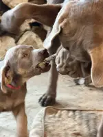 Silver Lady, a  Labrador Retriever for sale in Soldiers Grove, WI – Photo 6 of 10