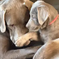 Silver Lady, a female Labrador Retriever for sale in Soldiers Grove, WI – Photo 5 of 10