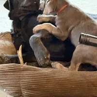 Silver Lady, a female Labrador Retriever for sale in Soldiers Grove, WI – Photo 8 of 10