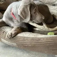 Silver Lady, a female Labrador Retriever for sale in Soldiers Grove, WI – Photo 7 of 10
