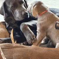 Silver Lady, a female Labrador Retriever for sale in Soldiers Grove, WI – Photo 2 of 10