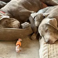 Silver Lady, a female Labrador Retriever for sale in Soldiers Grove, WI – Photo 9 of 10