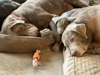 Silver Lady, a  Labrador Retriever for sale in Soldiers Grove, WI – Photo 9 of 10