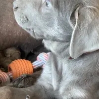 Silver Lady, a female Labrador Retriever for sale in Soldiers Grove, WI – Photo 10 of 10