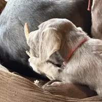 Silver Lady, a female Labrador Retriever for sale in Soldiers Grove, WI – Photo 4 of 10