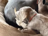 Silver Lady, a  Labrador Retriever for sale in Soldiers Grove, WI – Photo 4 of 10
