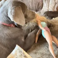 Silver Lady, a female Labrador Retriever for sale in Soldiers Grove, WI – Photo 3 of 10