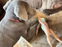 Silver Lady, a  Labrador Retriever for sale in Soldiers Grove, WI – Photo 3 of 10