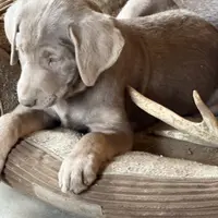 Silver Lady, a female Labrador Retriever for sale in Soldiers Grove, WI – Photo 1 of 10