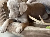 Silver Lady, a  Labrador Retriever for sale in Soldiers Grove, WI – Photo 1 of 10