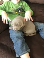 Silver Sam, a  Labrador Retriever for sale in Soldiers Grove, WI – 6 of 9