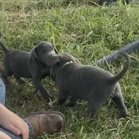 Charcoal Max, a male Labrador Retriever for sale in Soldiers Grove, WI – Photo 8 of 8