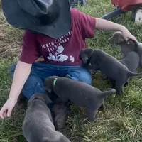 Charcoal Max, a male Labrador Retriever for sale in Soldiers Grove, WI – Photo 2 of 8