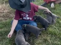 Charcoal Max, a  Labrador Retriever for sale in Soldiers Grove, WI – Photo 2 of 8