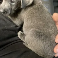 Charcoal Max, a male Labrador Retriever for sale in Soldiers Grove, WI – Photo 4 of 8
