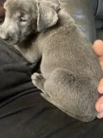 Charcoal Max, a  Labrador Retriever for sale in Soldiers Grove, WI – Photo 4 of 8
