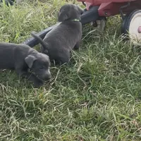 Charcoal Max, a male Labrador Retriever for sale in Soldiers Grove, WI – Photo 7 of 8
