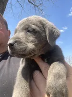 Charcoal Max, a male Labrador Retriever for sale in Soldiers Grove, WI – 1 of 8