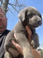 Charcoal Max, a male Labrador Retriever for sale in Soldiers Grove, WI – 6 of 8