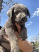 Charcoal Max, a male Labrador Retriever for sale in Soldiers Grove, WI – 4 of 8