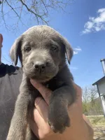 Charcoal Max, a male Labrador Retriever for sale in Soldiers Grove, WI – 2 of 8